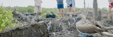 Blue footed boobies in Galapagos