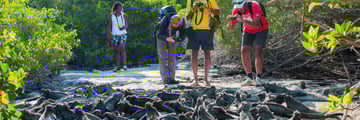 Galapagos Iguanas