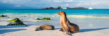 Sea Lions on the Beach in the Galapagos Islands