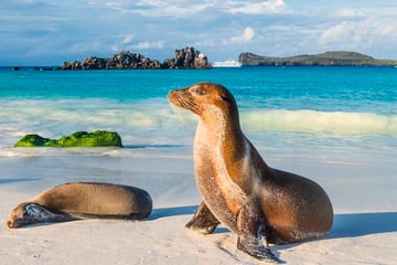 Sea Lions on the Beach in the Galapagos Islands