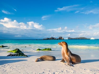 Galapagos Sea Lions