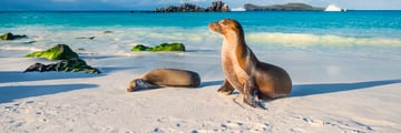Galapagos sea lion resting on the beach