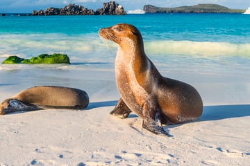 Galapagos sea lion resting on the beach