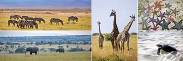 Diamonds La Gemma dell'Est, Safari Excursion and Wildlife 