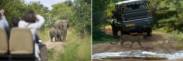 Game Drive wildlife spotting