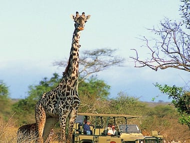 Game drives at Porini Amboseli