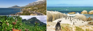 Garden Route near Cape Town, Kirstenbosch Botanical Gardens & Colony of penguins on Boulders Beach