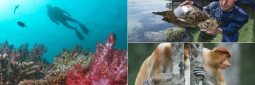 Wildlife Activities at Gaya Island Resort 