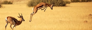 Gemsbok leaping in Namibia