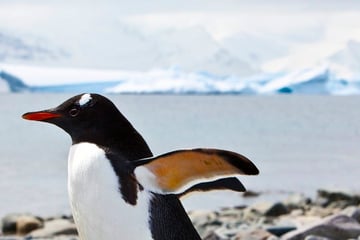 Gentoo Penguin