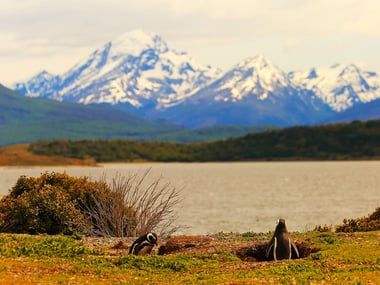 Gentoo penguins in Tierra del Fuego 