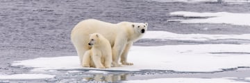 Polar bears in Churchill, Manitoba