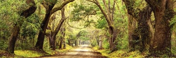 Giant oak trees in Charleston, South Carolina