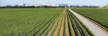 Gimblett Graves Vineyard, Hawkes Bay