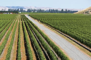 Gimblett Graves Vineyard, Hawkes Bay