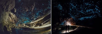 Beautiful Glow Worm Cave Tour in Auckland