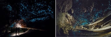 Glow Worm Cave Tour