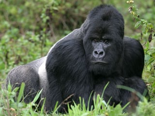 Gorilla in Virunga Mountains