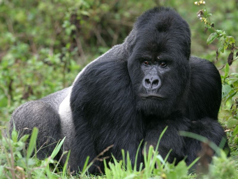 Gorilla in Virunga Mountains