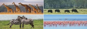 Wonderful widlife in the Masai Mara