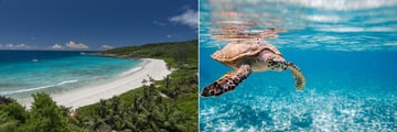 Grand Anse La Digue & Hawksbill Turtle