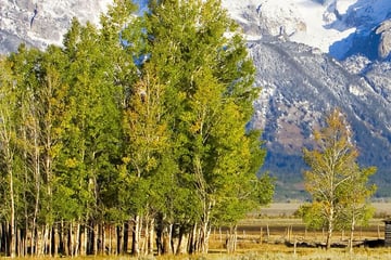 Grand Teton National Park