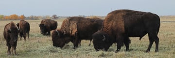 Grazing buffalo herd in Winnipeg, Manitoba