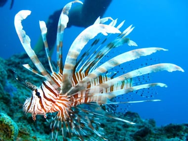 Lionfish in the Great Barrier Reef