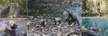 Great Bear Lodge, Bears, Cubs and Bald Eagles can be Spotted in the Forest With the Arrival of the Salmon