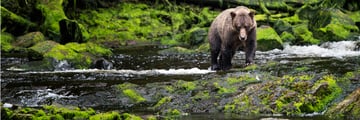 Grizzly bear on Juneau