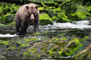 Grizzly bear on Juneau
