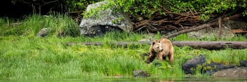 Grizzly Bear on the green at Knight Inlet Lodge