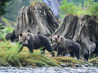 Grizzly cubs at Spirit Bear Lodge, British Columbia