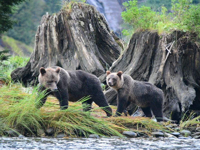 Grizzly cubs at Spirit Bear Lodge, British Columbia