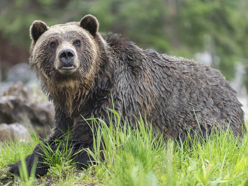 Grizzly in the Canadian wilderness