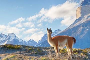 Guanaco in Patagonia, Chile