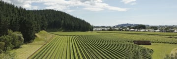 Hawkes Bay valley