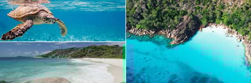 Hawksbill Turtle, Grand Soeur Beach & Curieuse Island