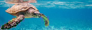 Hawksbill Turtle Seychelles