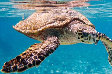 Hawksbill Turtle Seychelles
