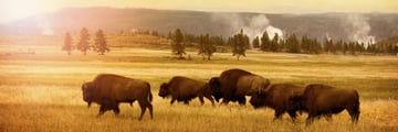 Herd of bison in Yellowstone National Park