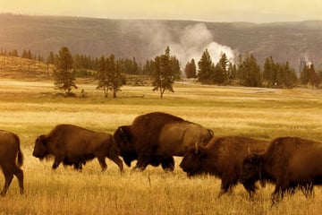 Herd of bison in Yellowstone National Park