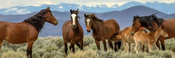 Wild horses in San Luis Valley, Colorado
