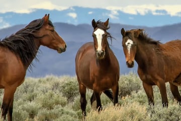 Wild horses in San Luis Valley, Colorado