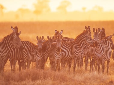 Herd of zebras , Tarangire National Park , Tanzania