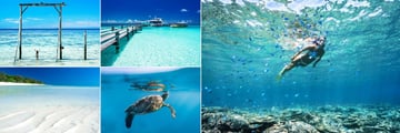 Heron Island, (clockwise from top left): Beach, Pier, Snorkelling, Turtle and Beach