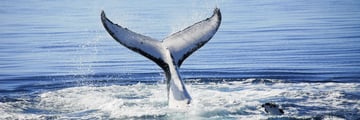 Hervey Bay, K'Gari