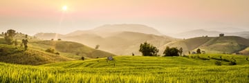 Beautiful rice fields in Thailand