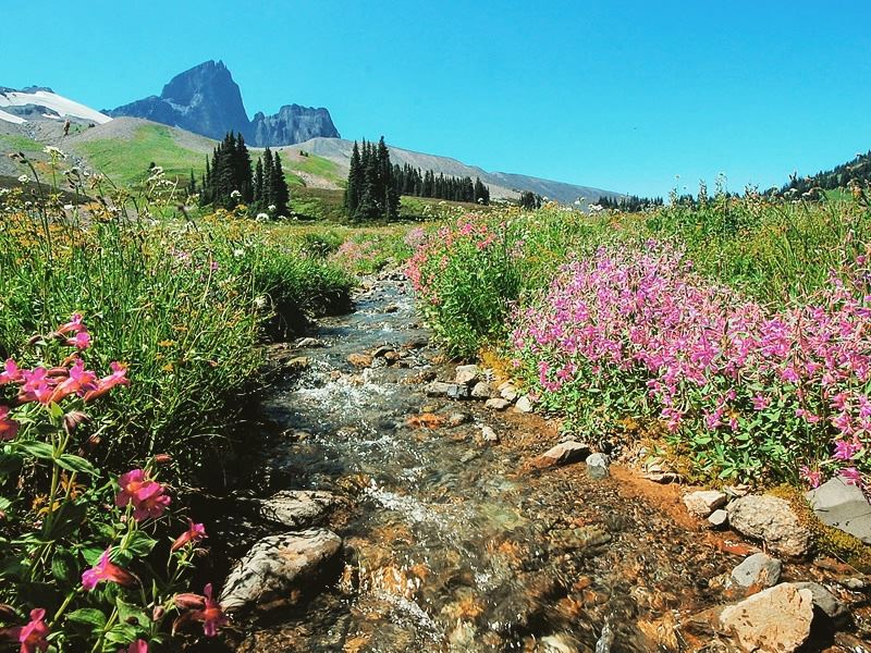 Hiking the meadows of The Black Tusk