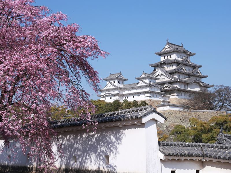 spring blossom and blue skies with view of Himeji Castle